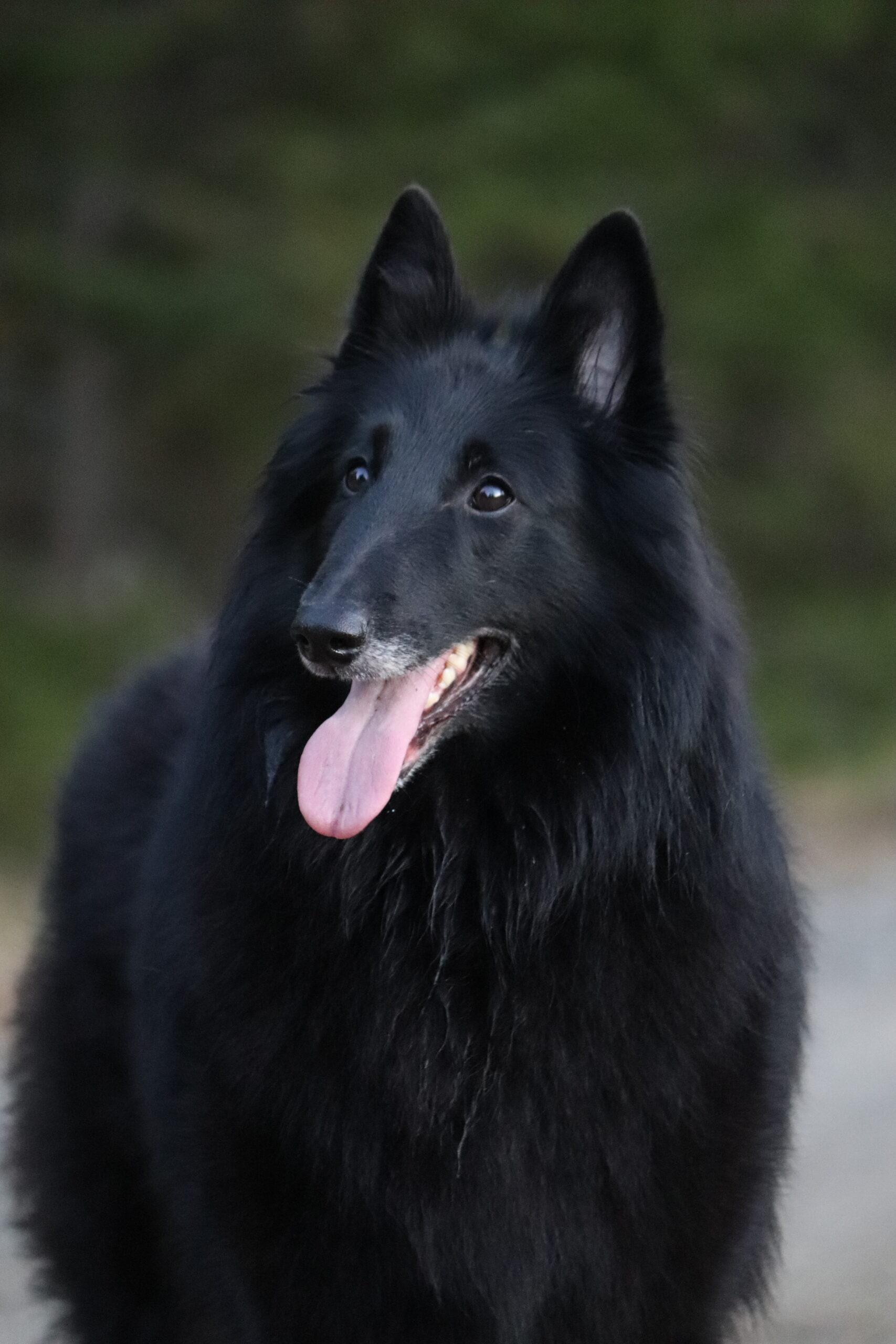 Northern Karma's kennel